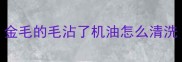 金毛的毛沾了机油怎么清洗