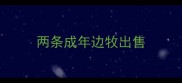 两条成年边牧出售