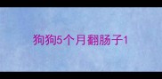狗狗5个月翻肠子