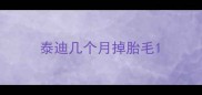 泰迪几个月掉胎毛