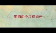 狗狗两个月双排牙