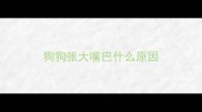 狗狗张大嘴巴什么原因
