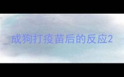 成狗打疫苗后的反应