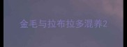 金毛与拉布拉多混养