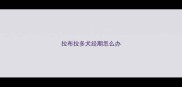 拉布拉多犬经期怎么办