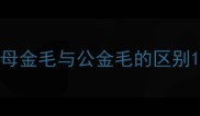 母金毛与公金毛的区别