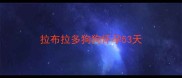 拉布拉多狗狗怀孕53天