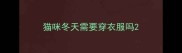 猫咪冬天需要穿衣服吗