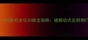 博美犬3-6月龄社会化训练全指南破解幼犬反群期行为难题
