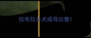 拉布拉多犬成母出售