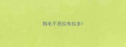 狗毛不亮拉布拉多