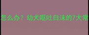 两个月边牧吐白沫怎么办幼犬呕吐白沫的7大常见原因及应对措施