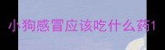小狗感冒应该吃什么药
