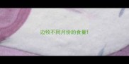 边牧不同月份的食量