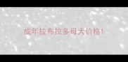 成年拉布拉多母犬价格
