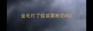 金毛打了疫苗要断奶吗