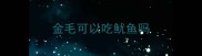 金毛可以吃鱿鱼吗
