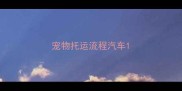 宠物托运流程汽车