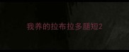 我养的拉布拉多腿短
