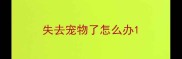 失去宠物了怎么办