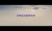 纯种金毛配种快来