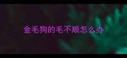 金毛狗的毛不顺怎么办