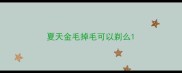 夏天金毛掉毛可以剃么