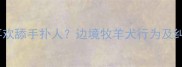 边牧犬喜欢舔手扑人边境牧羊犬行为及纠正指南