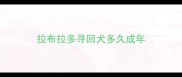 拉布拉多寻回犬多久成年