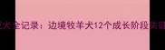 从幼犬到成犬全记录边境牧羊犬12个成长阶段关键护理指南