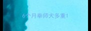 6个月拳师犬多重
