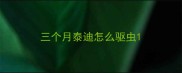 三个月泰迪怎么驱虫