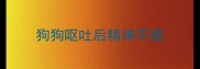 狗狗呕吐后精神不振