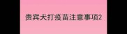 贵宾犬打疫苗注意事项