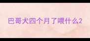 巴哥犬四个月了喂什么