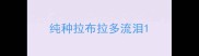 纯种拉布拉多流泪