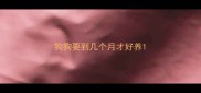 狗狗要到几个月才好养