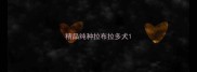 精品纯种拉布拉多犬