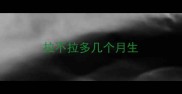 拉不拉多几个月生