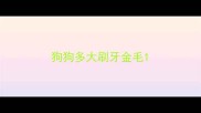 狗狗多大刷牙金毛
