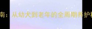 边境牧羊犬科学喂养指南从幼犬到老年的全周期养护秘籍附分龄喂养表