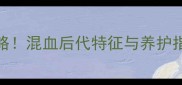 红泰迪黑泰迪配种全攻略混血后代特征与养护指南附血统证书申请技巧