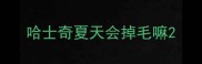 哈士奇夏天会掉毛嘛