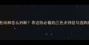 边牧三色纯种怎么判断养边牧必看的三色犬特征与选购指南