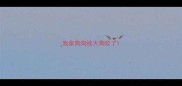 我家狗狗被大狗咬了