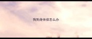 狗狗身体痒怎么办