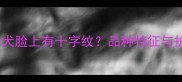 哈士奇幼犬脸上有十字纹品种特征与护理指南