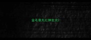 金毛睾丸红肿发炎