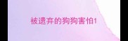 被遗弃的狗狗害怕