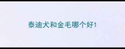 泰迪犬和金毛哪个好